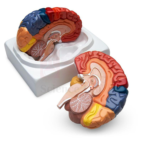 Human Regional Brain Model